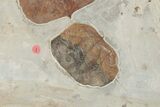 Six Fossil Leaves (Zizyphoides, Davidia and Macginitiea) - Montana #188740-4